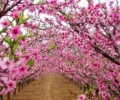 哇哇哇！2019年6月，選對方位撞桃花